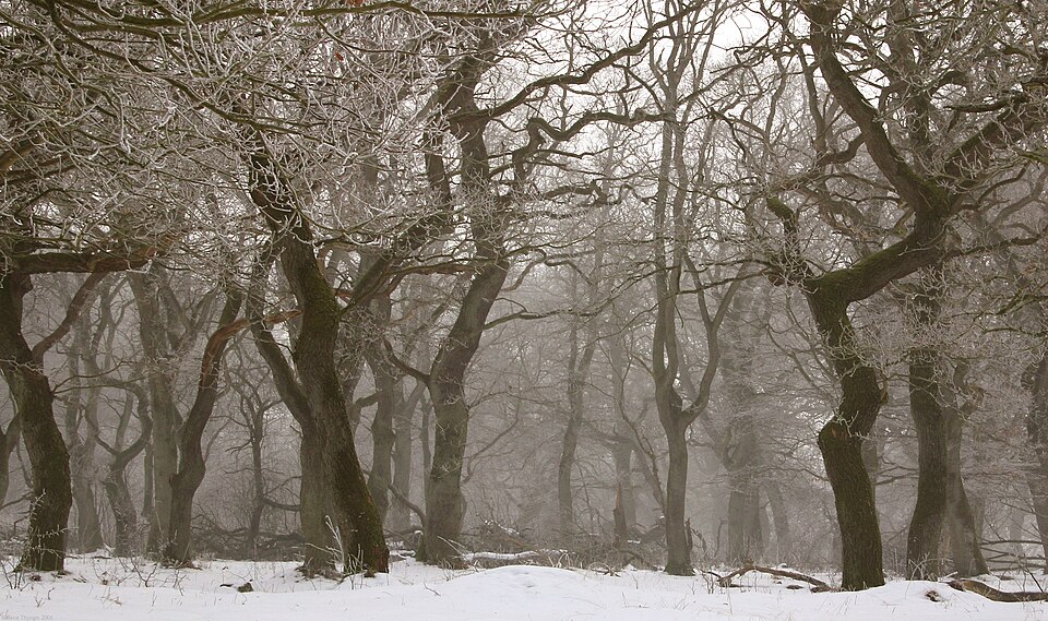 Deciduous forest in winter