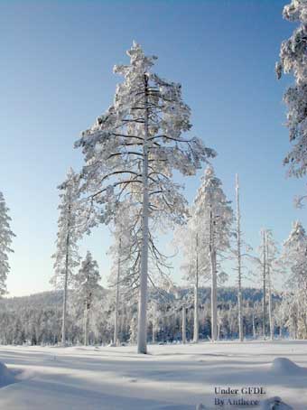 Arctic conditions in Lapland, Finland