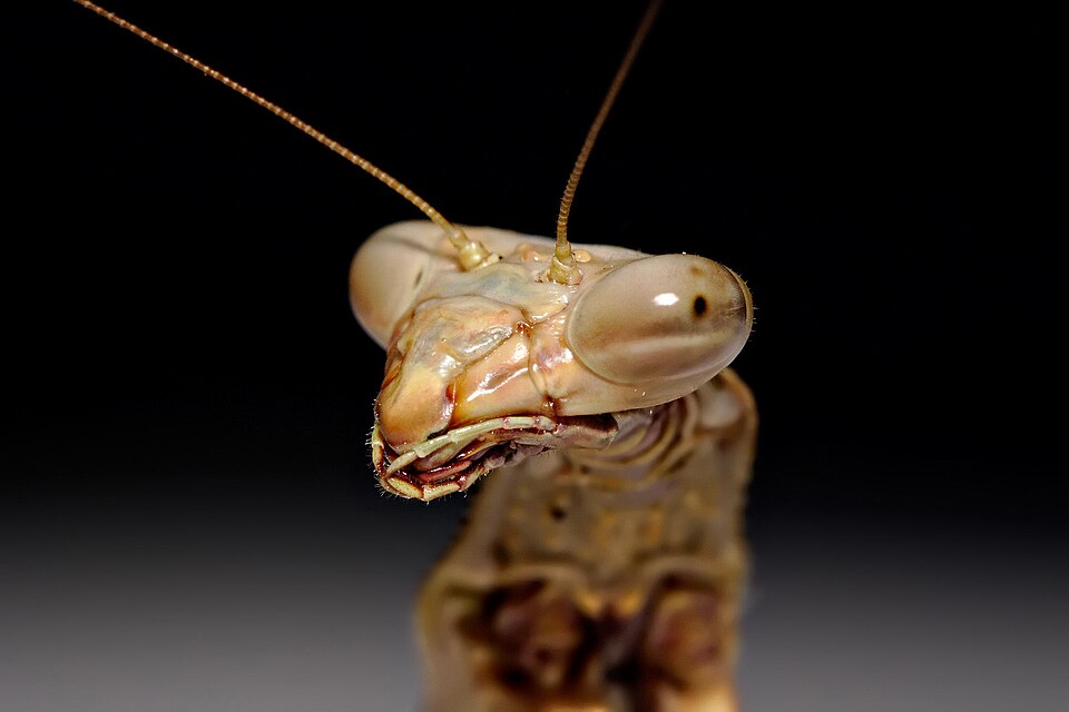 Close up image of a mantis' face (Archimantis latistyla) showing its compound eyes and mouthparts. The structure of the compound eye creates the illusion of a small pupil.