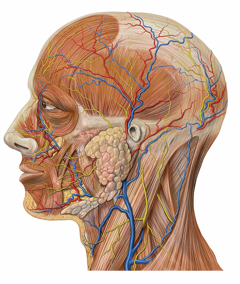 Anatomy of the human head