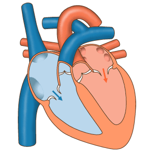Blood flow through the heart valves