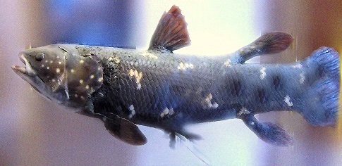 Coelacanths are the only living sarcopterygians that live in the ocean