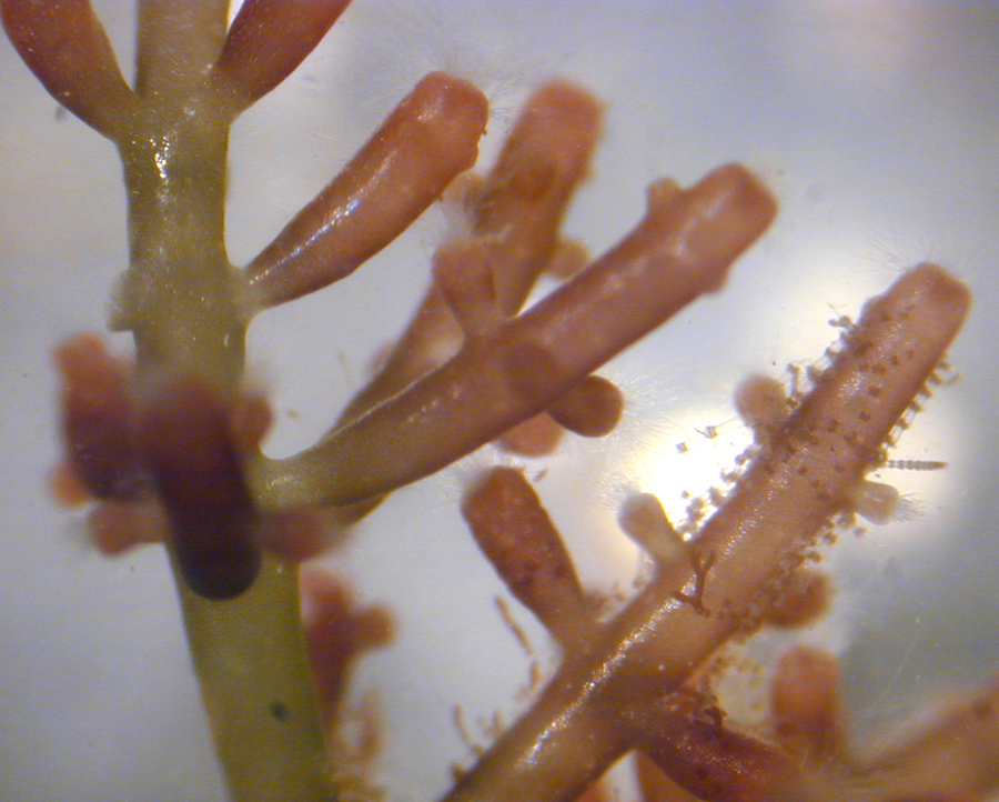 A seaweed (Laurencia). Much smaller algae are attached to the structure extending upwards in the lower right quarter