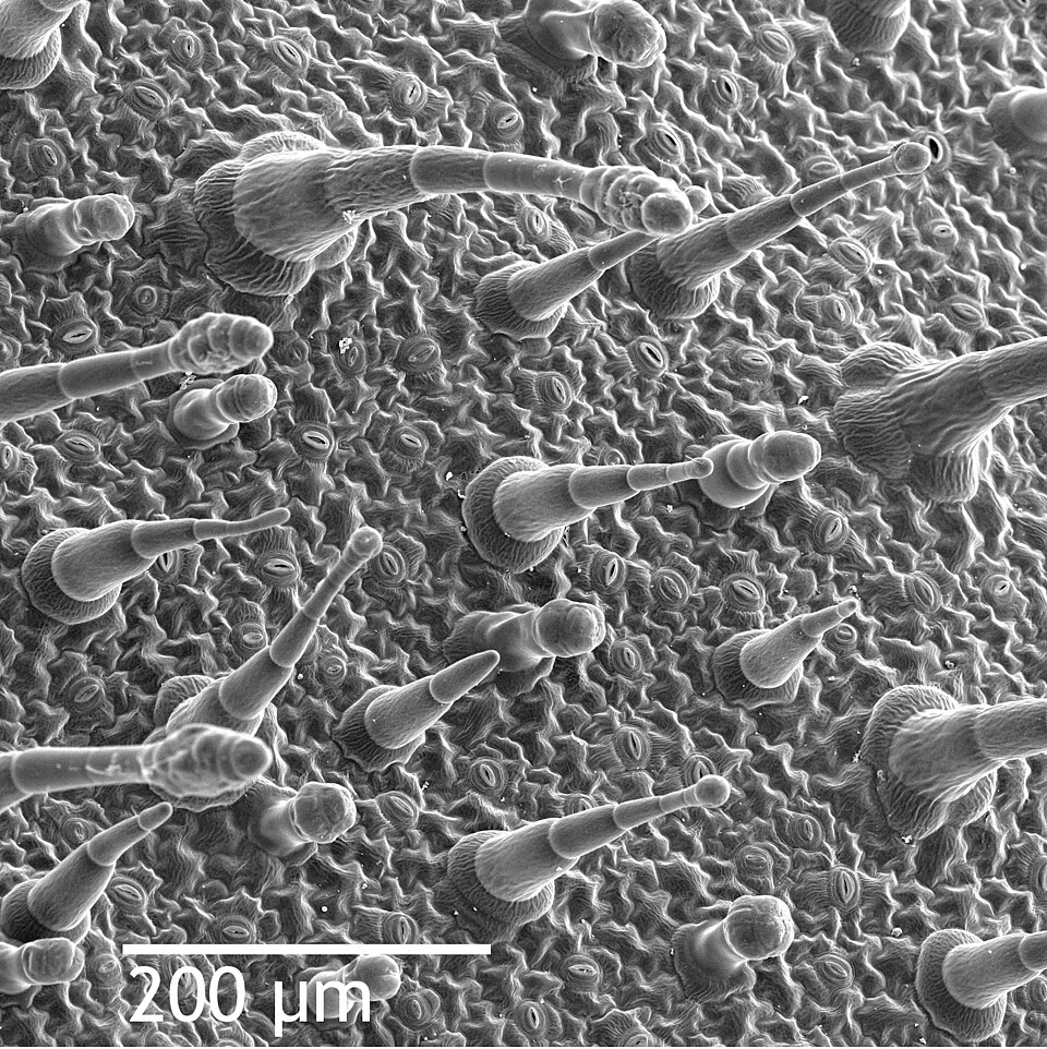 SEM image of Nicotiana alata leaf's epidermis, showing trichomes (hair-like appendages) and stomata (eye-shaped slits, visible at full resolution).