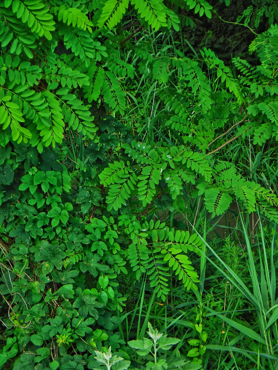 Leaves - Photo by Giovanni Ussi - Foglie 22