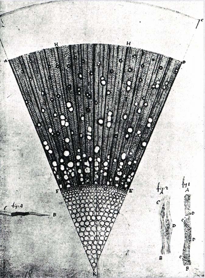 Microscopic Section through one year old ash tree (Fraxinus) wood, drawing made by Van Leeuwenhoek