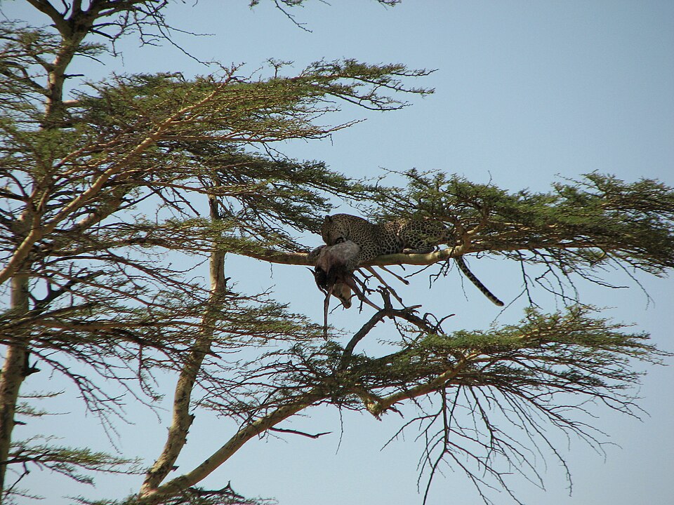 Leopard with Thomson's Gazelle