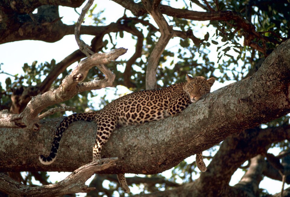A leopard in a tree