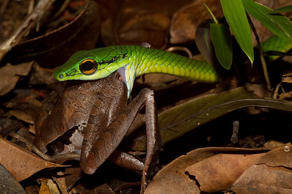 Snakes' bones and joints enable them to swallow large prey