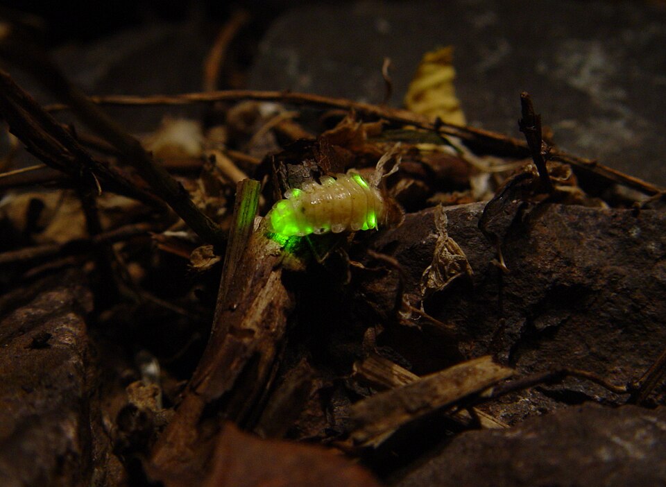 Firefly larva