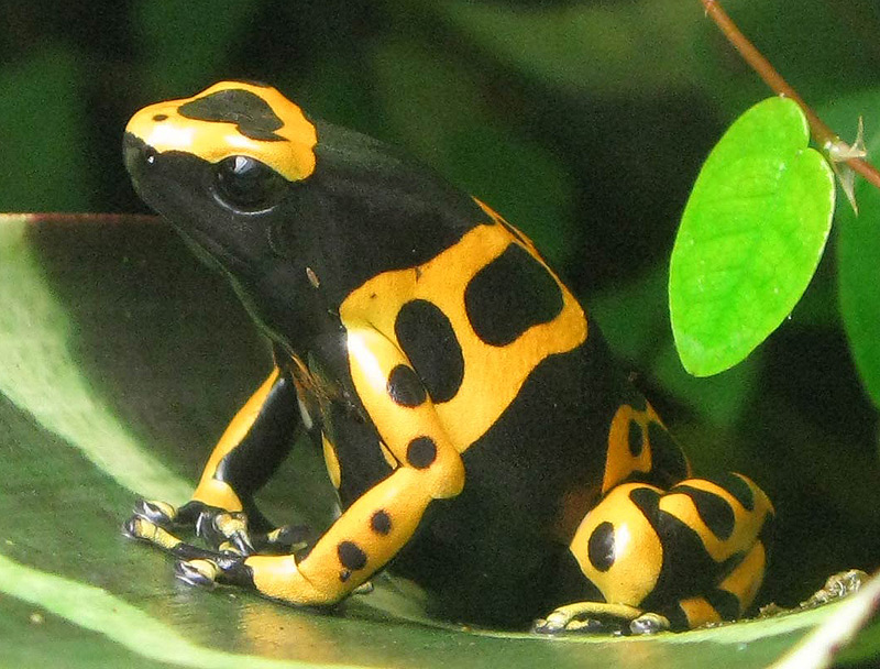 Tree frog Dendrobates sitting in a bromeliad leaf