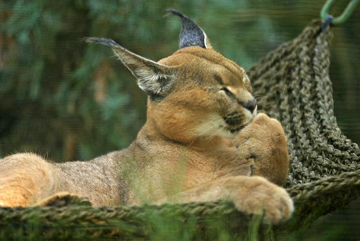 A caracal in the San Diego Zoo