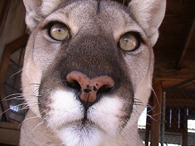Missy Cougar at Tiger Touch likes cameras ... really.