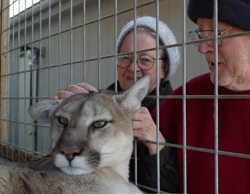 Missy Cougar also likes love ... really.