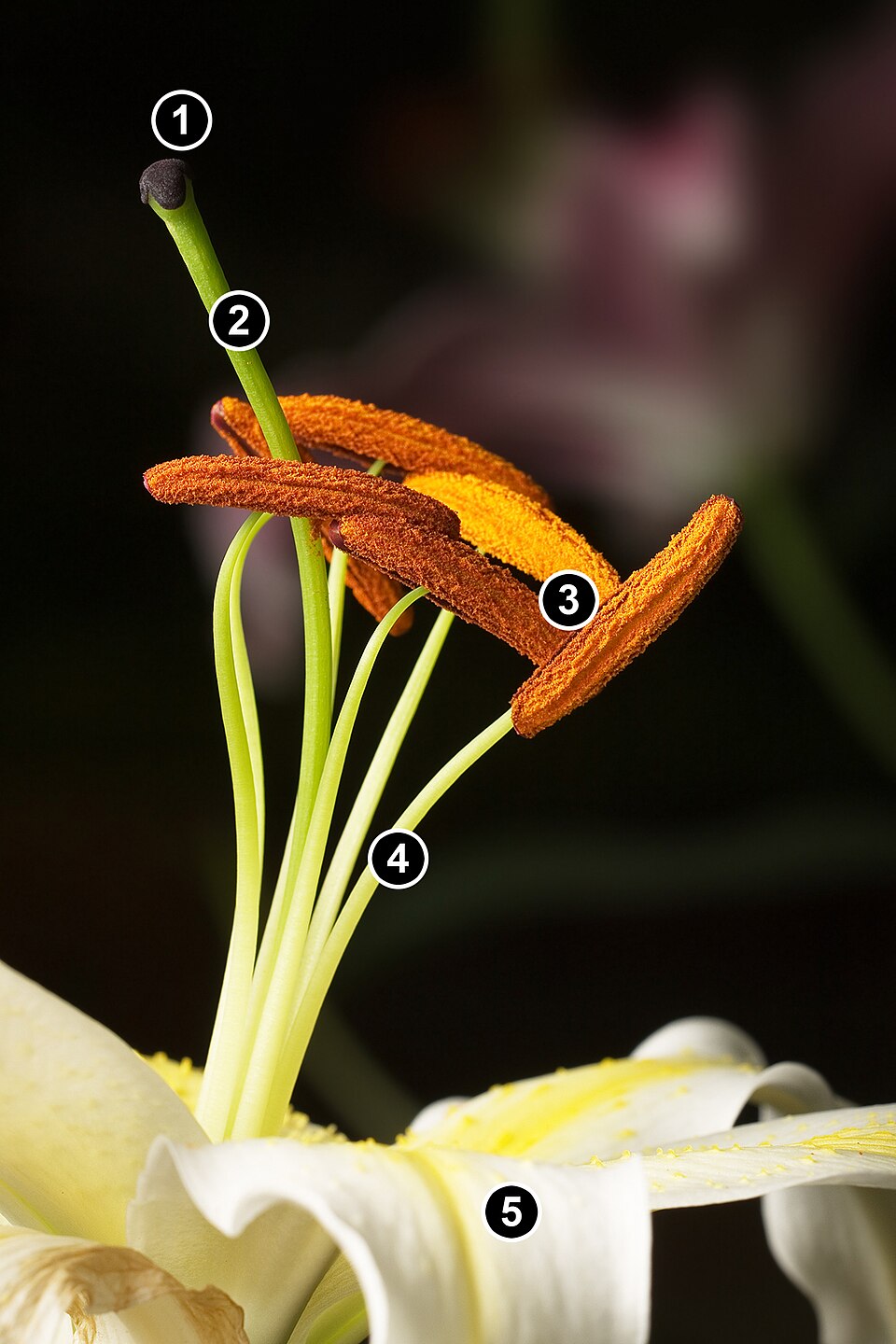 Lilium longiflorum flower – 1. Stigma, 2. Style, 3. Stamens, 4. Filament, 5. Tepal