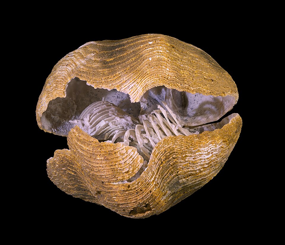 Brachiopods filter plankton, using a specialized organ: the lophophore. It is exceptional to find silicified skeletons of this organ. You can see it in this specimen of Liospiriferina from the Jurassic