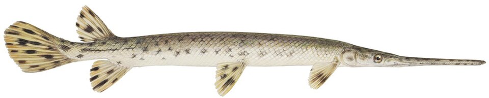 Teleost