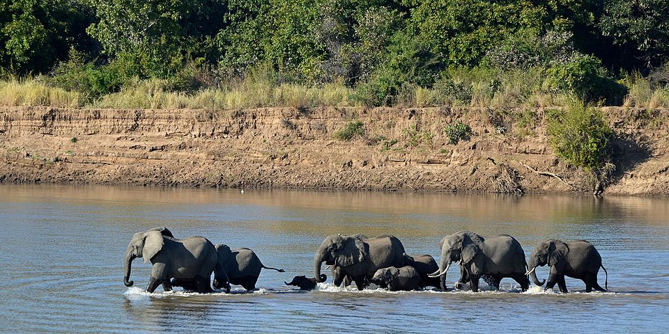 The African elephant, Loxodonta africana, in Luanga National Park, Zambia