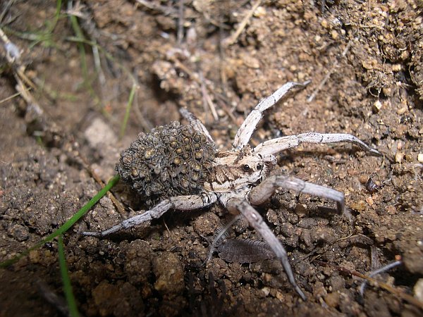 Lycosa tarantula covered with babies.