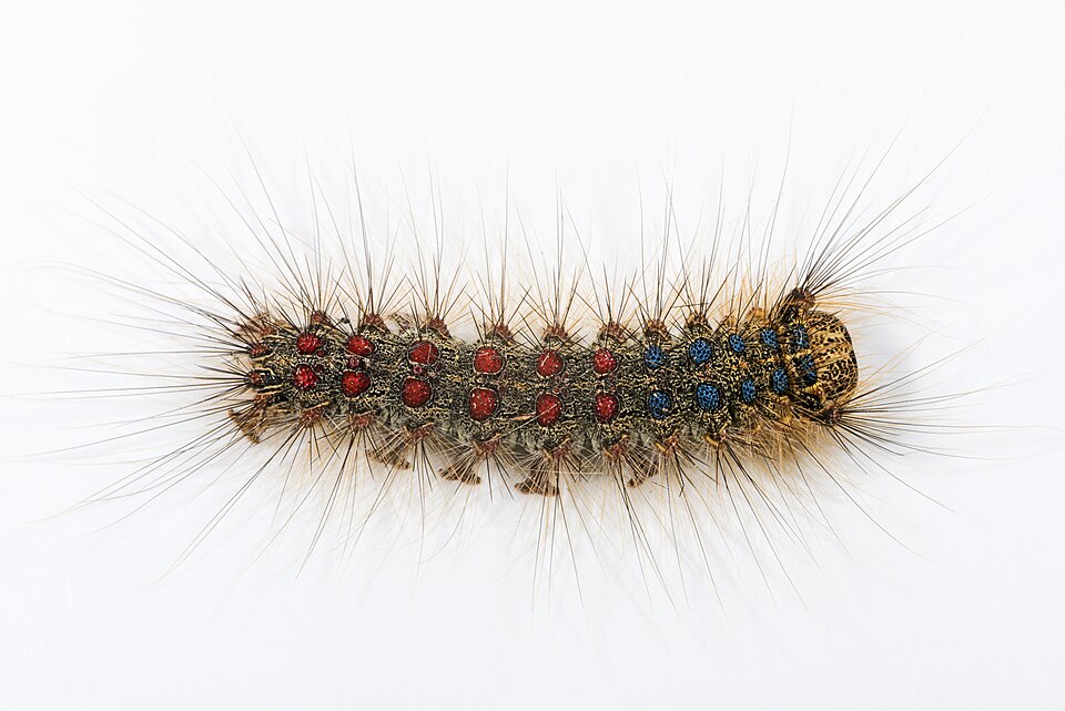 Caterpillars of the spongy moth (Lymantria dispar dispar) are colourful pests which feed on the leaves of many trees.