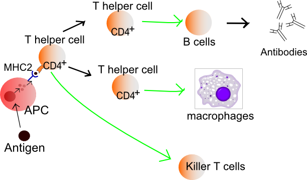 Importance of T helper cells in an immune response: T helper cells recognize antigens from antigen-presenting cells (APCs) and then release cytokines and activate other immune cells. Different stimuli influence what kinds of T helper cells are activated.