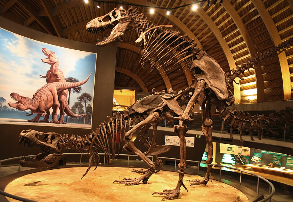 Skeletons mounted as if in copulation: Jurassic Museum of Asturias, Spain.