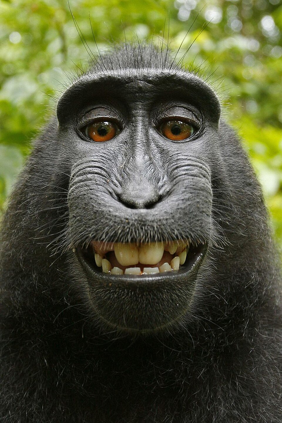 Monkey does selfie: A Celebes crested macaque (Macaca nigra) takes a photo of herself