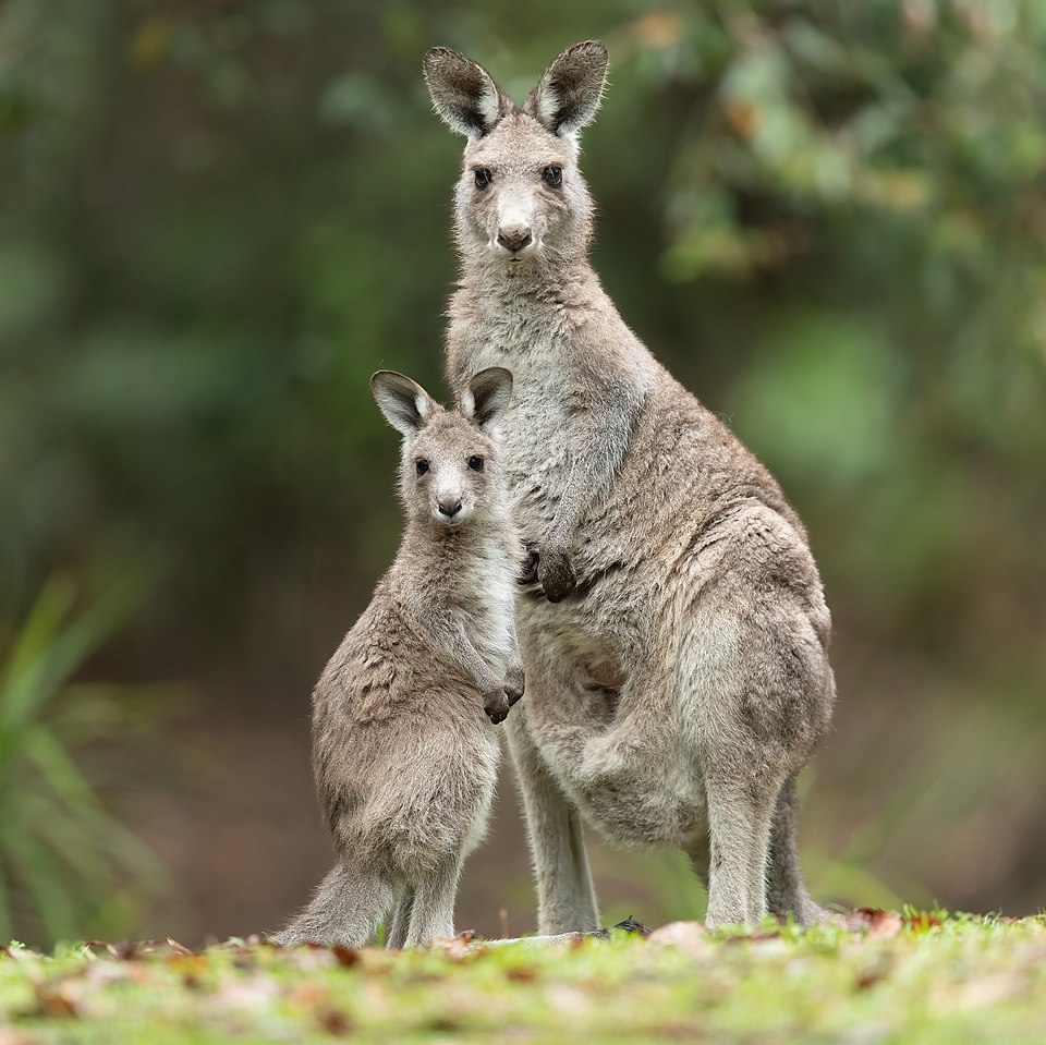 A mother Eastern Grey kangaroo and her joey