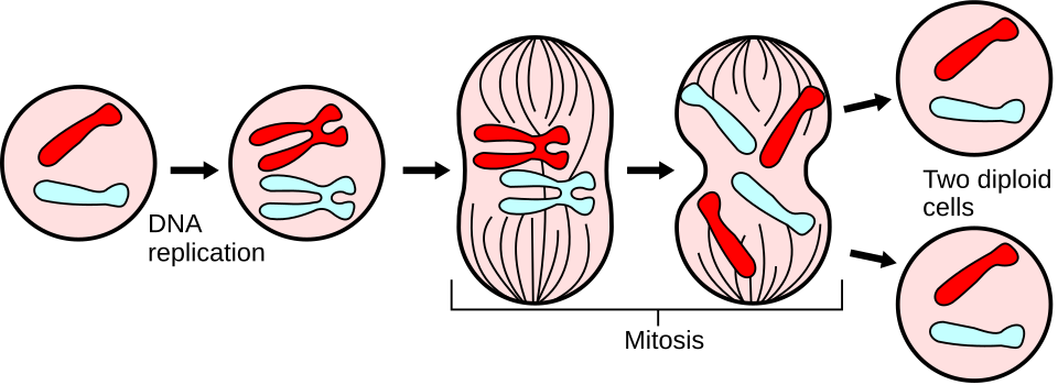 A short diagram of mitosis