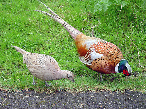 Female (left) and male common pheasant, illustrating the difference in colour (and also size)