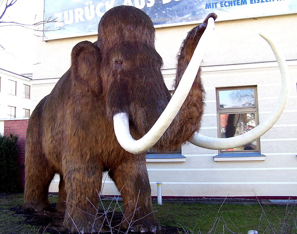 A model of a mammoth - a hairy elephant that lived in the frozen north. The last mammoth died about 4,500 years ago.