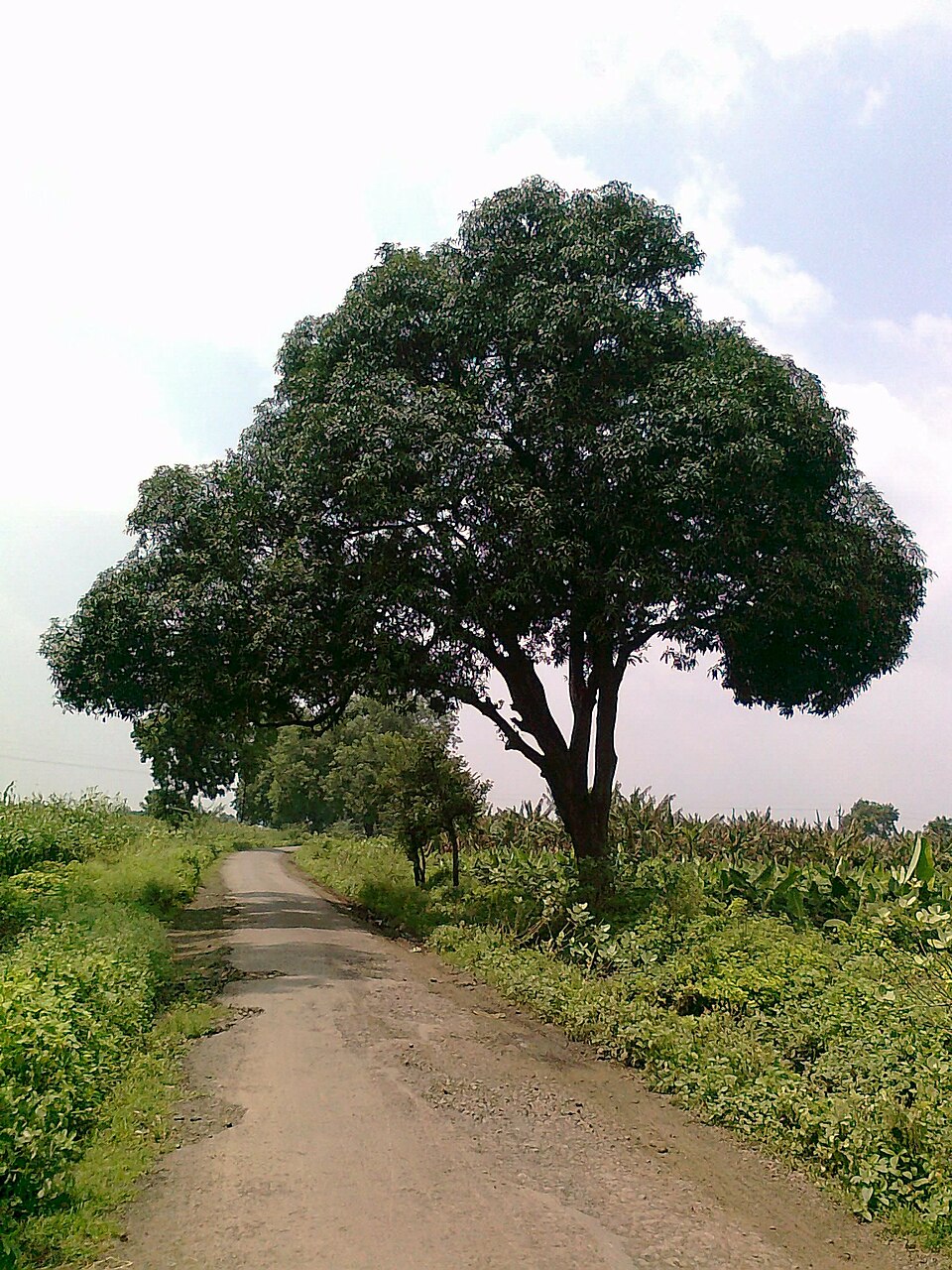 A mango tree