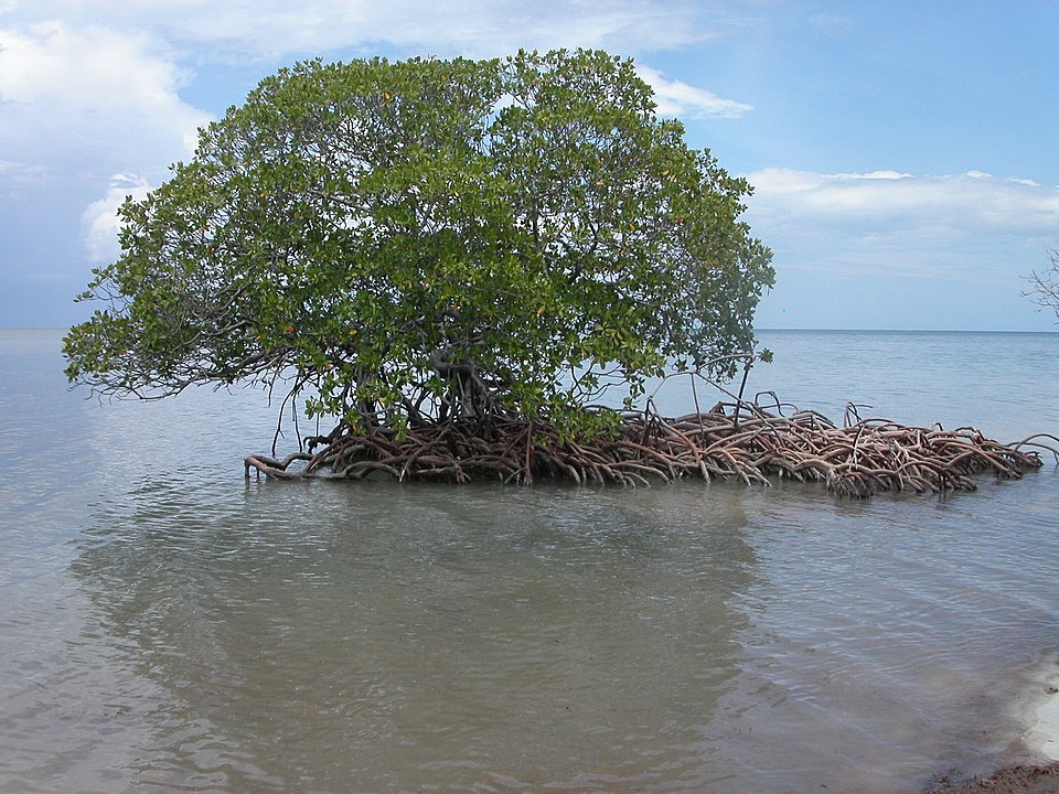 Mangrove trees can help make islands.