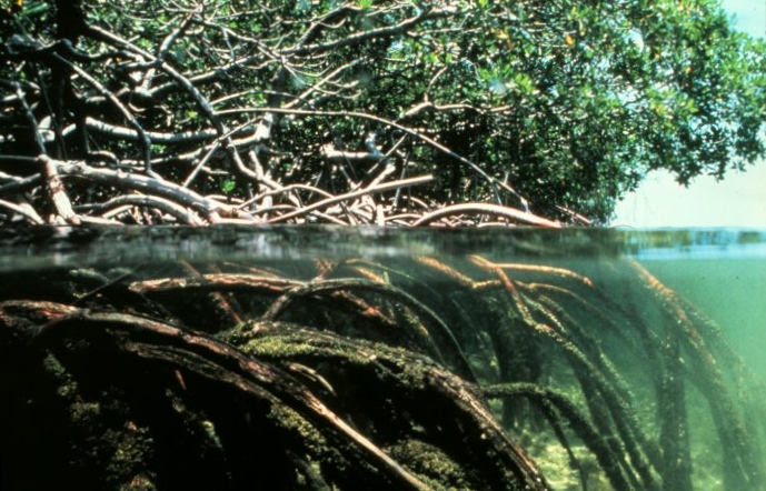 Mangrove root system