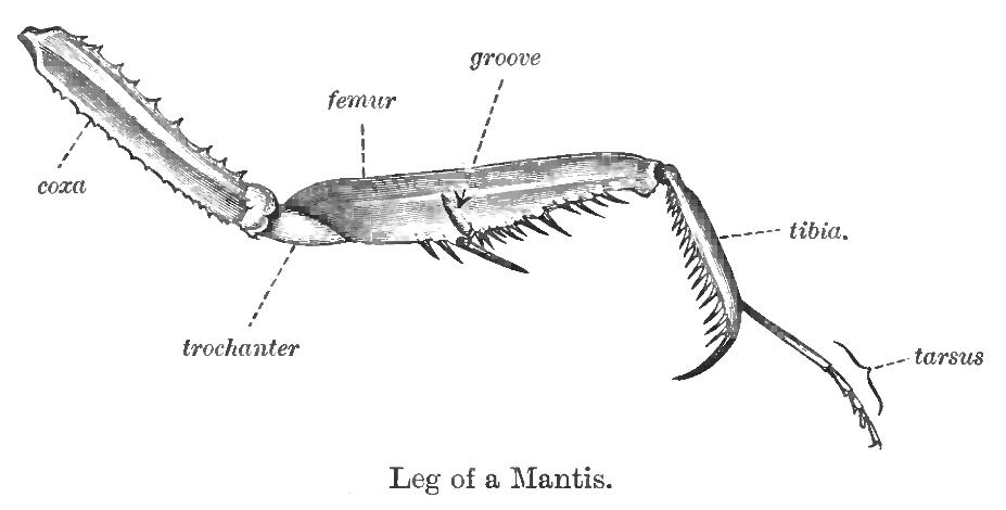 The foreleg modifications