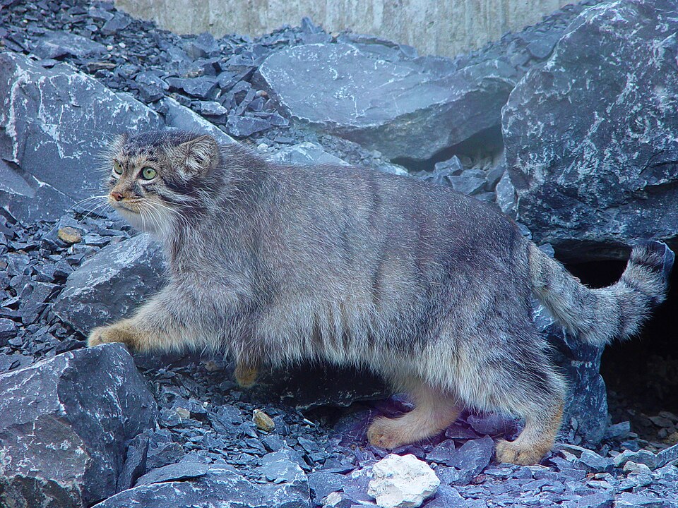 Manul or Pallas' Cat