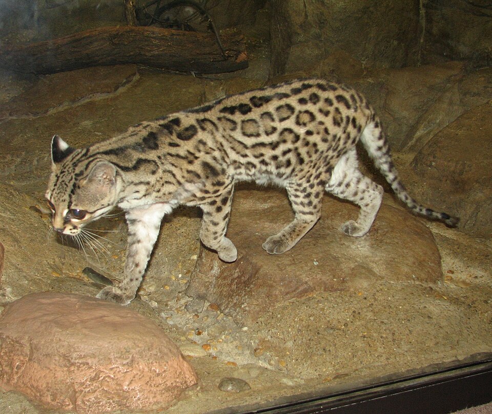 The Margay