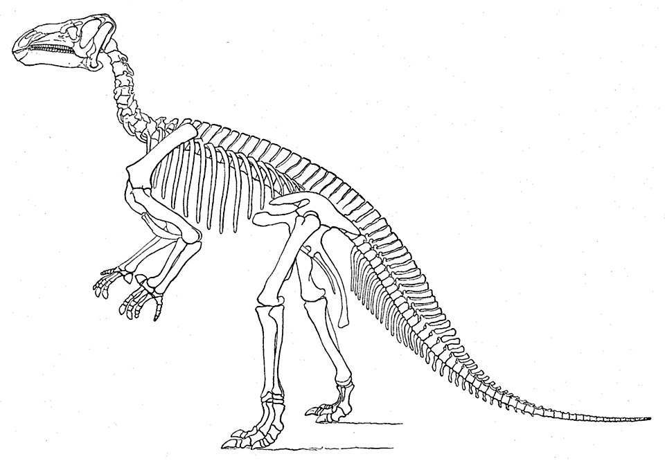 Skeletal restoration of I. bernissartensis by O.C. Marsh, 1896