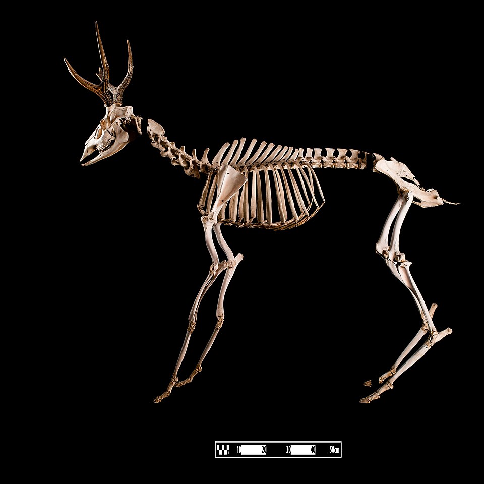 A deer skeleton