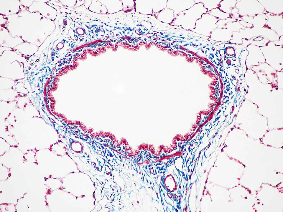 Masson's trichrome stain of rat airway. Connective tissue is stained blue, nuclei are stained dark red/purple, and cytoplasm is stained red/pink.