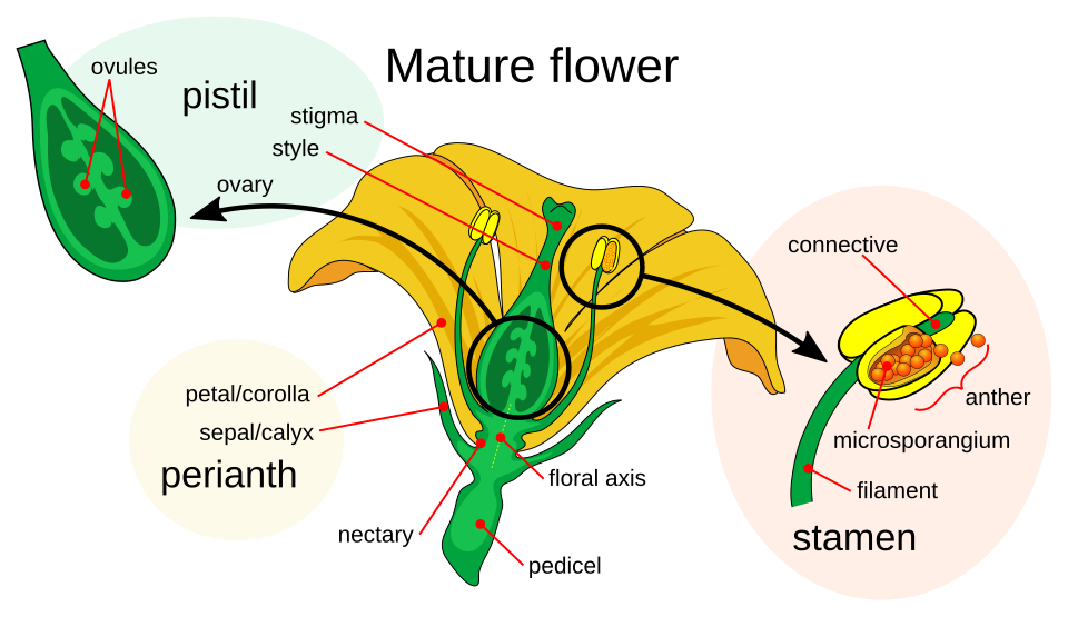 Diagram of flower, cut open to show the parts