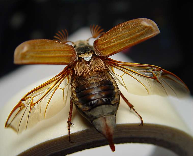 The back wings of a beetle are see-through. This beetle uses its back wings to fly. The hard front wings are lifted up.