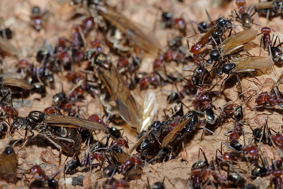 Meat eater ant nest during swarming.