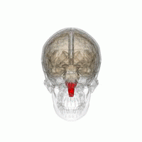 The medulla oblongata (in red)