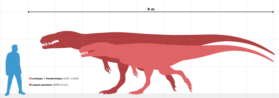 Size of M. bucklandii compared to a human