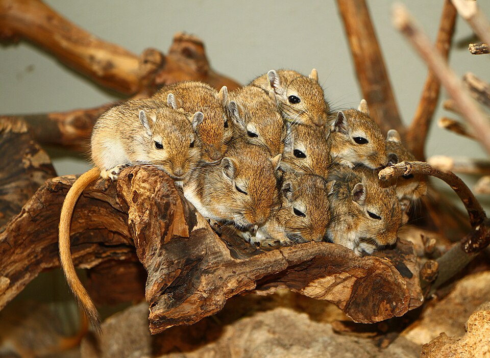 Wilhelma Zoo, Stuttgart, Germany
