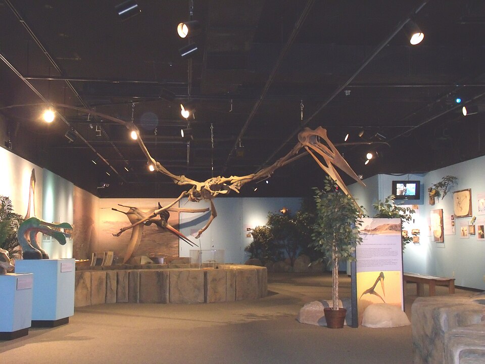 The skeleton of a pterosaur on display in the Arizona Museum of Natural History in Mesa Arizona