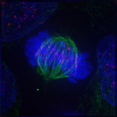 Metaphase: The centrosomes have moved to the poles of the cell and have established the mitotic spindle. The chromosomes have assembled at the metaphase plate