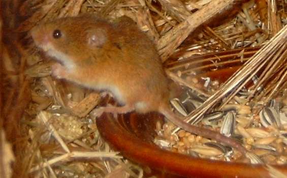 A harvest mouse