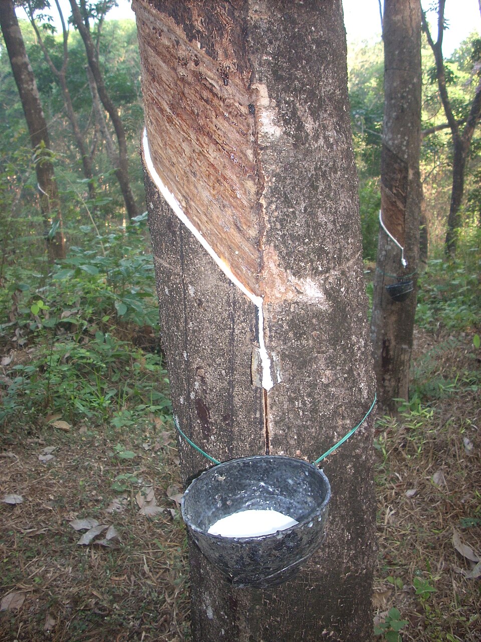 Latex being collected from a rubber tree